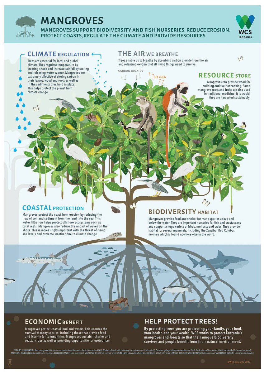 Wildlife Conservation Society Belize tweet media
