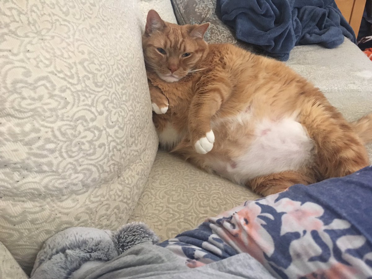 TheDailySimba's tweet photo. A laid-back Sunday morning with Simba 😻😻😻 #LoveMyCat #thedailysimba #CatsOfTheQuarantine #catsofinstagram #CatsOfTwitter https://t.co/zYXjhWwFJY