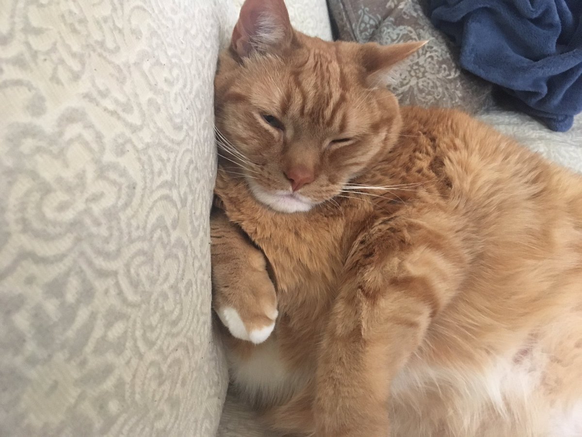 TheDailySimba's tweet photo. A laid-back Sunday morning with Simba 😻😻😻 #LoveMyCat #thedailysimba #CatsOfTheQuarantine #catsofinstagram #CatsOfTwitter https://t.co/zYXjhWwFJY