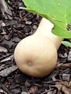 TrstemL's tweet photo. What’s growing in Wolfie’s STEM Garden?  Stained Glass Popcorn, squash and pumpkins! @trwolfpack @DrMcGill1 @OutTeachEd_SE @STEMcobb @PeaceOfMi1 
@cobbscience @teachonproject https://t.co/MDmi9sPnZi