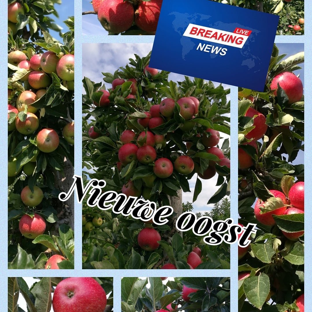 BREAKING NEWS! Onze 1e Zomer appel Discovery is weer rijp om van te smikkelen! Geschikt om zo te eten maar ook voor appeltaart, appelmoes etc..  Vanaf maandag te koop in onze boerderijwinkel! 
Sterappellaan 29 
Zeewolde 
Geopend maandag t/m zaterdag van 8:00 tot 17:00 uur