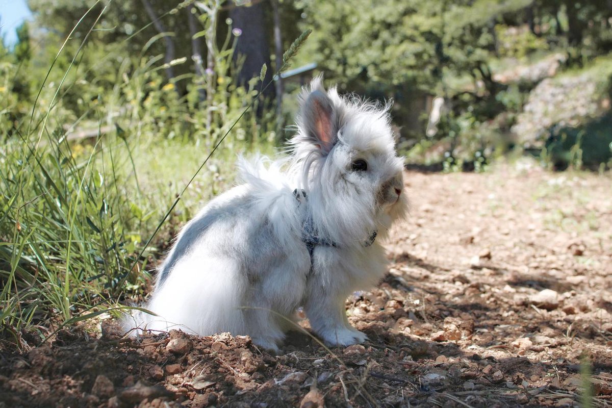 PetClubSA's tweet photo. Hii ! Tagada et la troupe vont trรจs bien, mes parents sโen occupent bien ! โจ๐ from @lifewlouti
https://t.co/fWU7D5dCmM for latest deals, freebies & feature requests
#petclubsa #pet #pets #petsofinstagram #petsofig #instapets #cutepets #petsdaily #petlife #happypet #rabbit https://t.co/LPalzDt2CR
