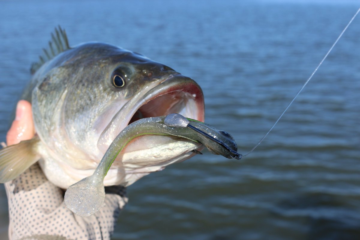 lfguidelanes's tweet photo. Great way to start the day, there's little chance for an escape when hooked like this on a hollow body swim-bait. This largemouth was quickly released to be caught again. #LakeFork #BassFishing #Trokar #6thSense https://t.co/tEyJnpigLO
