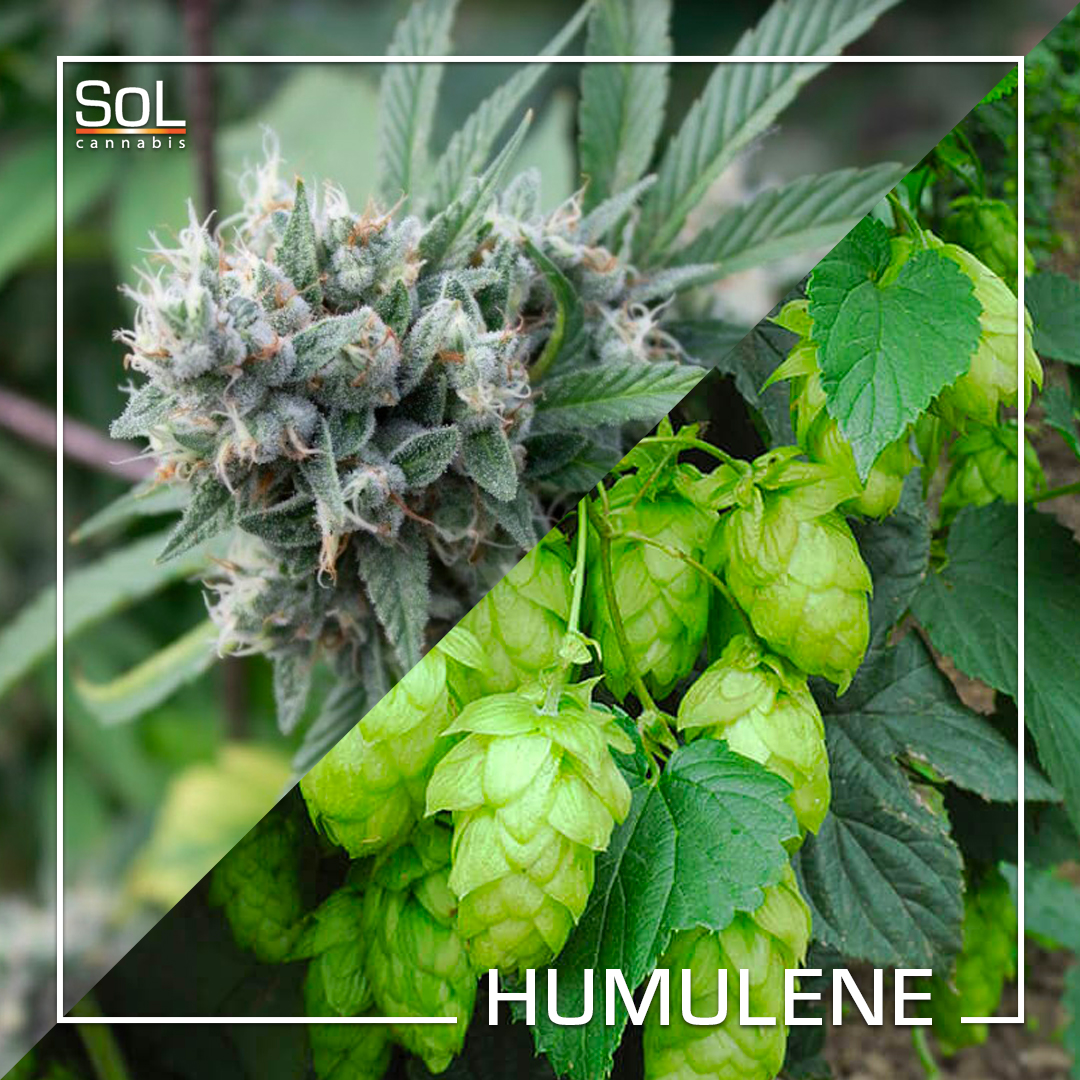 solisbetter's tweet photo. Humulene, a sister to caryophyllene, also possesses anti-inflammatory qualities. Follow the link in our bio to learn more.
Like & Share! 😎👍
#humulene #terpenes #cannabis #renodispensary #solisbetter
Keep out of reach of children. For use by adults 21 years of age and older. https://t.co/yvlvhy1I9Z