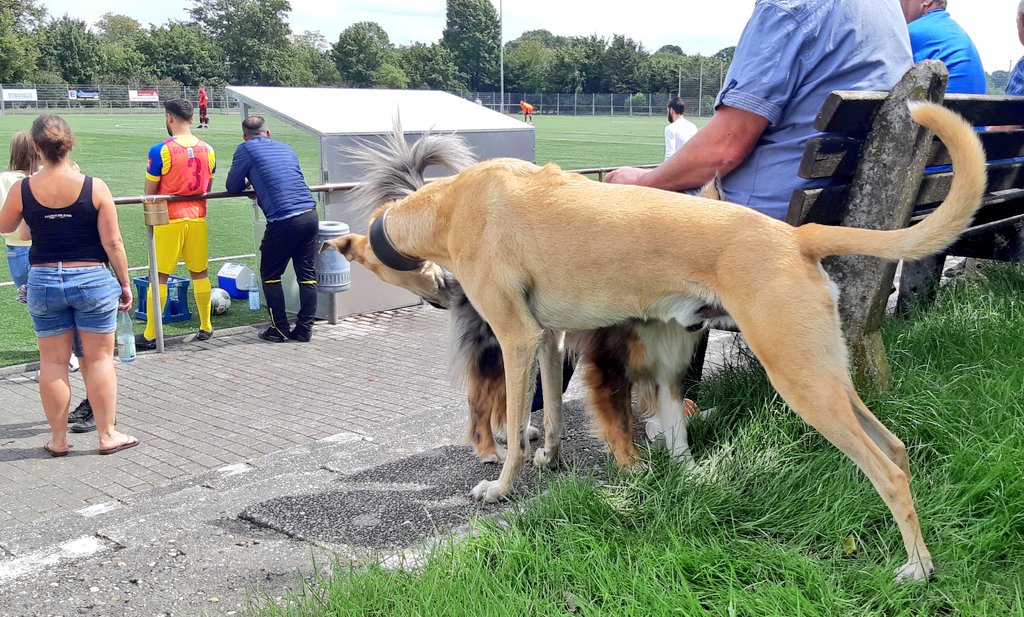 sportplatzhunde's tweet photo. Volle Konzentration auf das Spiel des GSV #Geldern? Nicht bei #Windhund Lupo (7) und #AustralienShepherd Holly (6). Erstmal ist gegenseitiges Schnuppern untenrum angesagt. 💕
#Loveisintheair #HornyDogs https://t.co/Kwkf4EaO6h