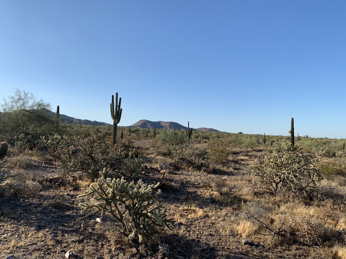 ArnaldoCocuzza's tweet photo. Contemplating the beauty of Arizona 
Sunday morning jog. #runner #trail https://t.co/qZgcItODPo