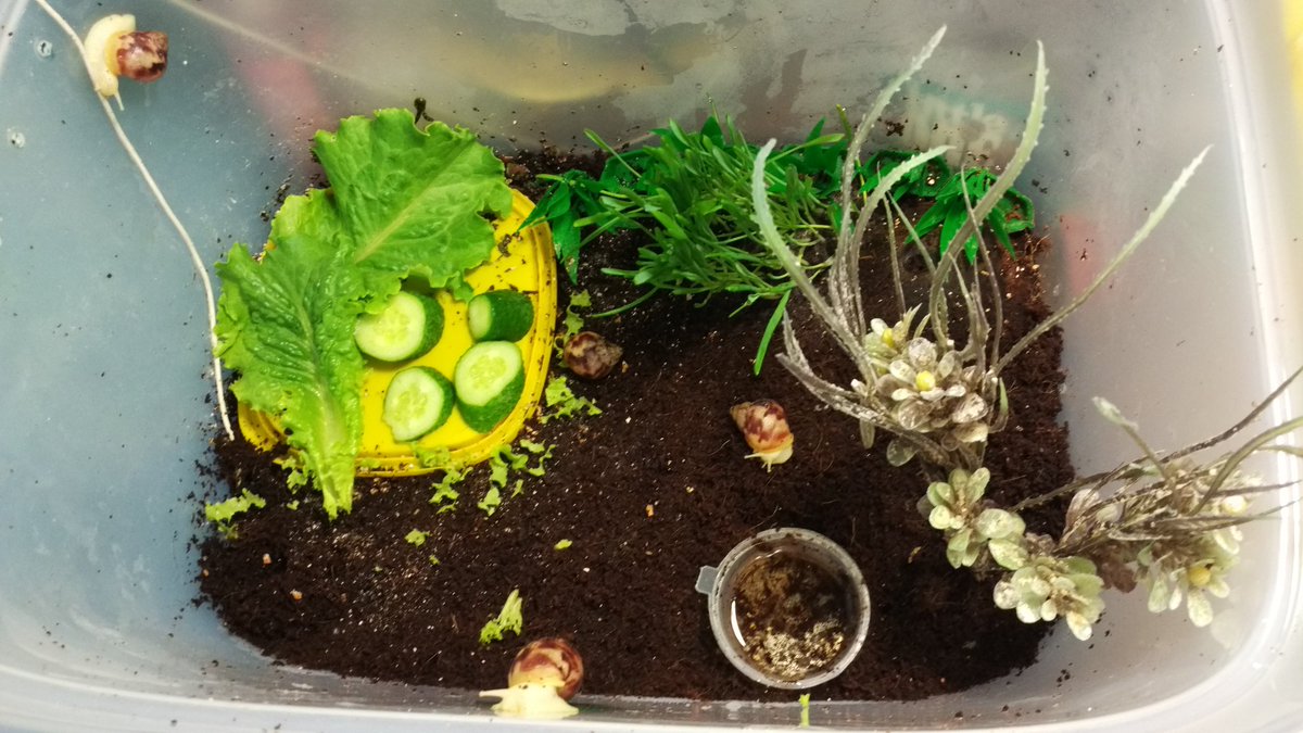 Улитки растут. Ахатинцы