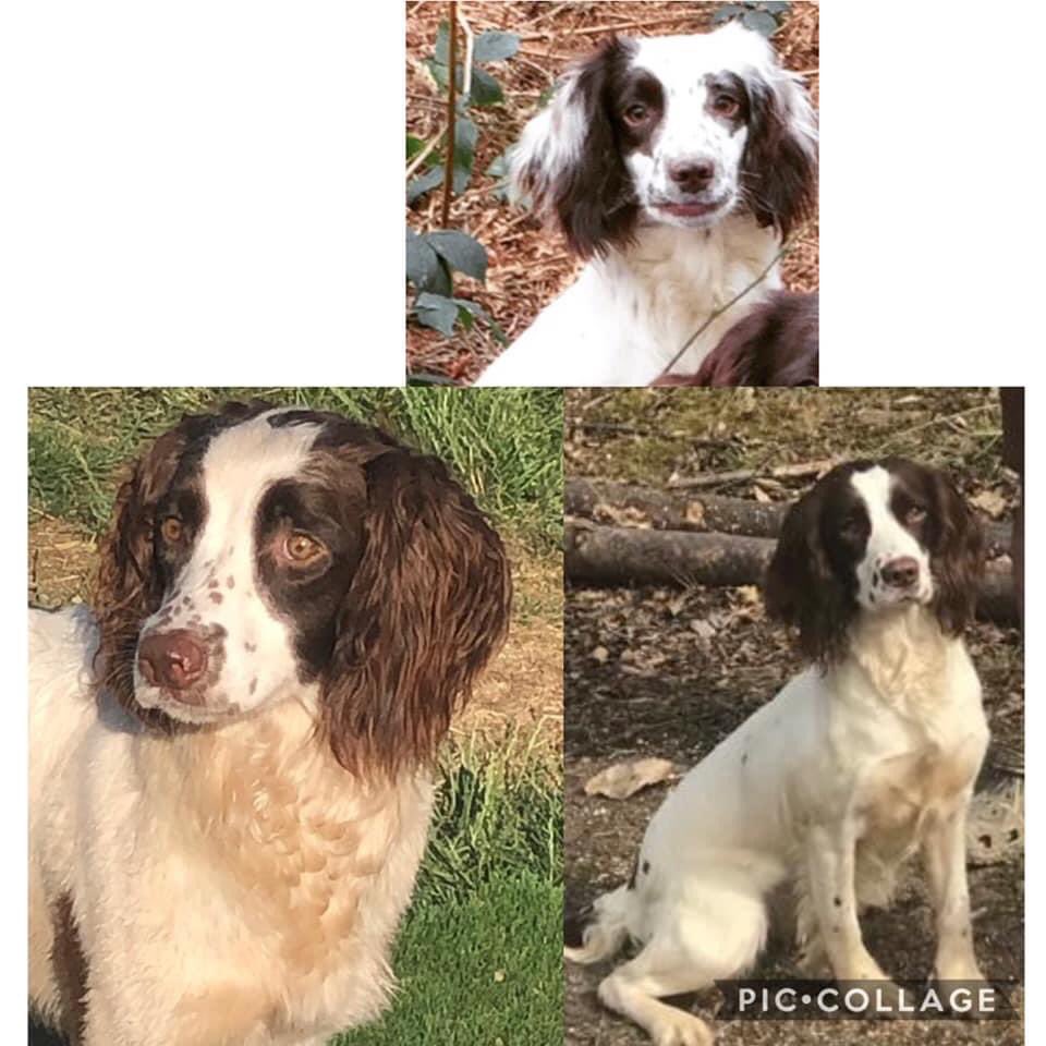 MolliePug's tweet photo. 🆘💕🆘 Stolen from Kent - 15.07.20. 1 dog puppy reunited 🙏🏼 he was being sold at a horse fair in Norfolk. 3 girls are still missing, sharing their faces to get them home. Jess the one at the top is due to whelp any day, this is her first litter and she will be somewhere she https://t.co/nFzBHlsO1q