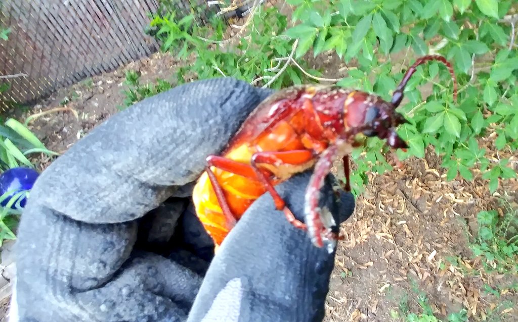 ColleenFellows's tweet photo. Found this gravid female Prionus californicus, CA root booring beetle about to lay her eggs at the base of my apple tree.🍏🌳
Not a chance lady, I've lost a few bushes to them already.
Check out the size of these mandibles! She's moving=blurry pics.
#entomology #insects #Science https://t.co/jg8YTMR9Xz