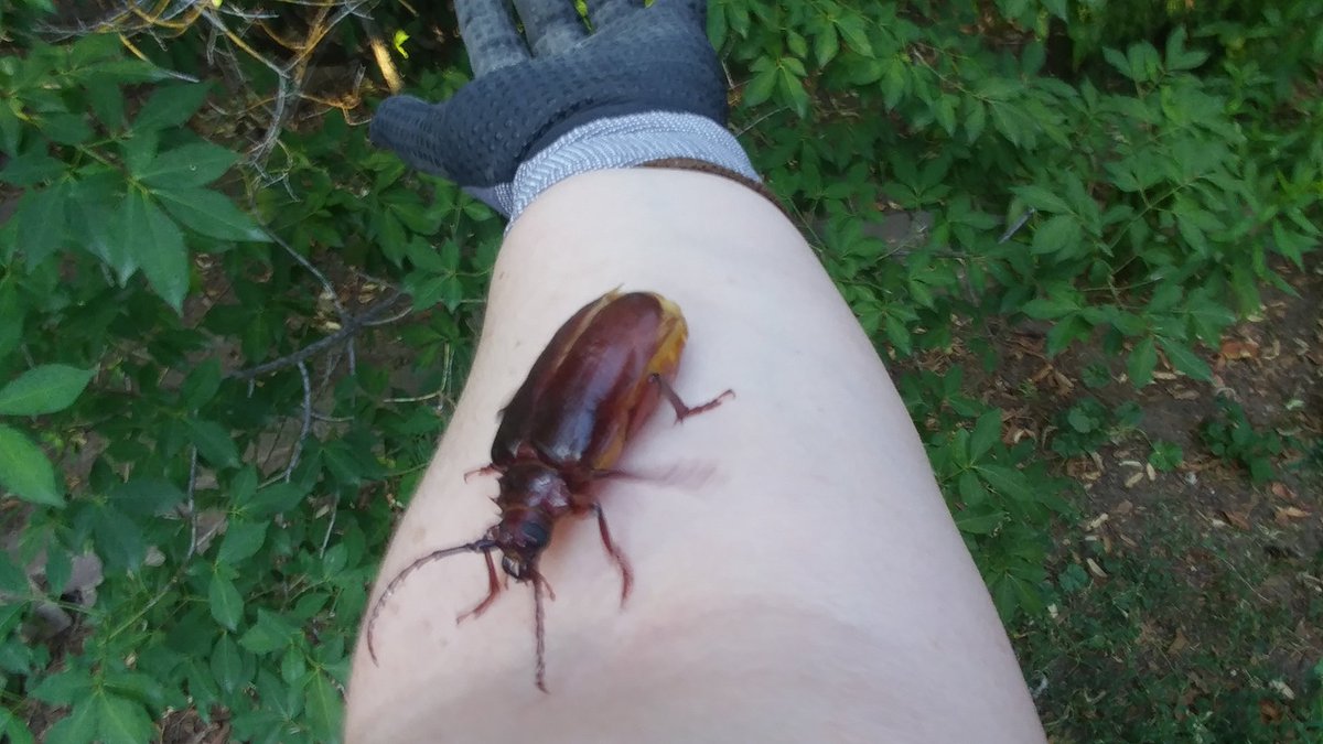 ColleenFellows's tweet photo. Found this gravid female Prionus californicus, CA root booring beetle about to lay her eggs at the base of my apple tree.🍏🌳
Not a chance lady, I've lost a few bushes to them already.
Check out the size of these mandibles! She's moving=blurry pics.
#entomology #insects #Science https://t.co/jg8YTMR9Xz