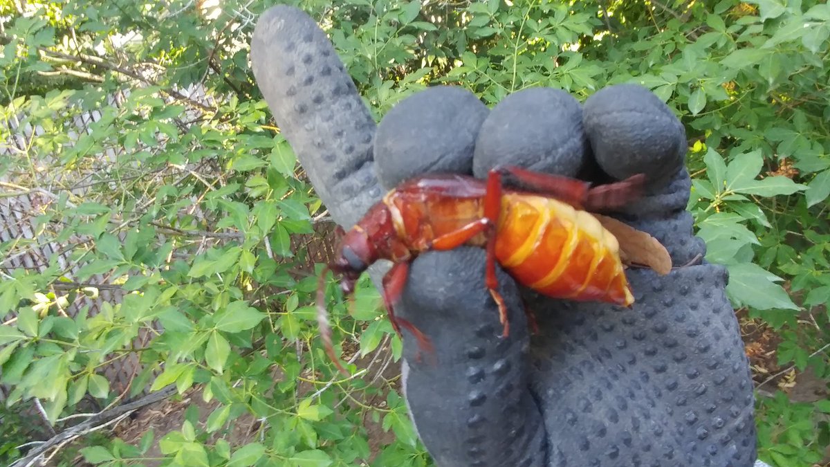 ColleenFellows's tweet photo. Found this gravid female Prionus californicus, CA root booring beetle about to lay her eggs at the base of my apple tree.🍏🌳
Not a chance lady, I've lost a few bushes to them already.
Check out the size of these mandibles! She's moving=blurry pics.
#entomology #insects #Science https://t.co/jg8YTMR9Xz