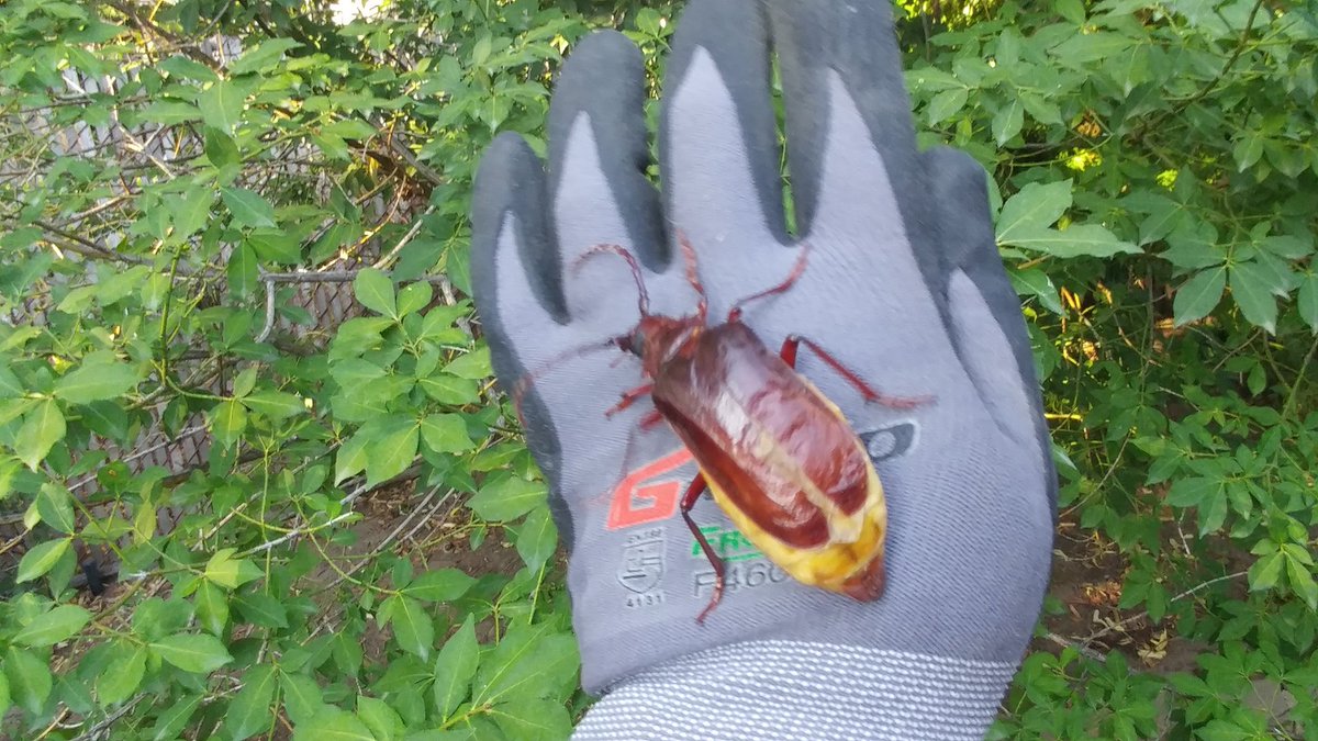 ColleenFellows's tweet photo. Found this gravid female Prionus californicus, CA root booring beetle about to lay her eggs at the base of my apple tree.🍏🌳
Not a chance lady, I've lost a few bushes to them already.
Check out the size of these mandibles! She's moving=blurry pics.
#entomology #insects #Science https://t.co/jg8YTMR9Xz