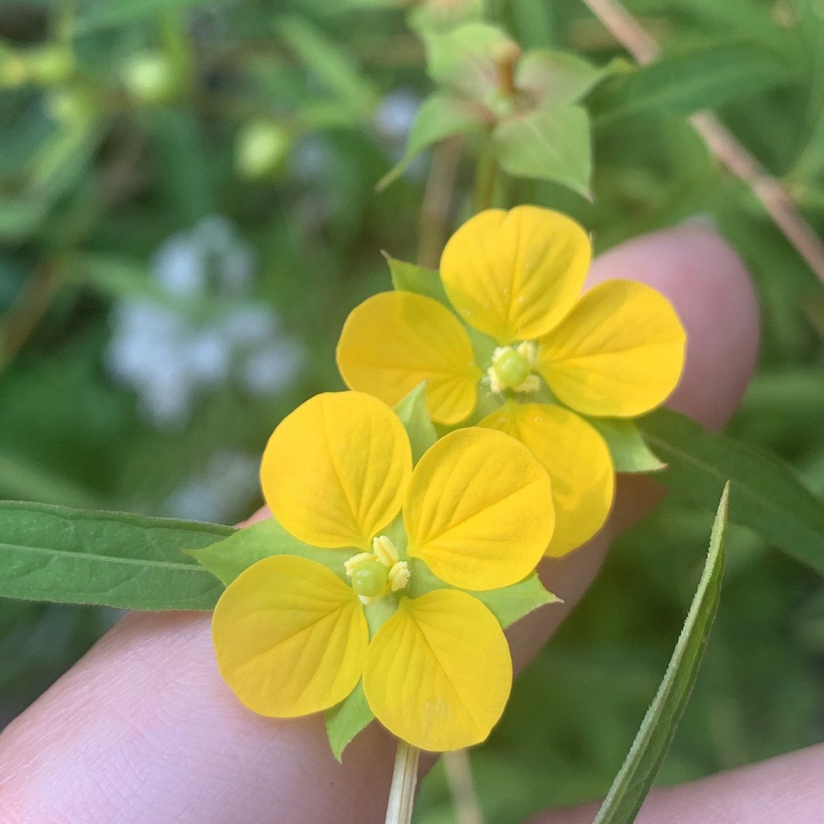 tracy_woods_'s tweet photo. The sweet little flowers of Ludwigia alternifolia once pollinated will form adorable little boxes. Common names are bushy #seedbox or #rattlebox https://t.co/xXJqMOwihT https://t.co/8kib1vSFzK
