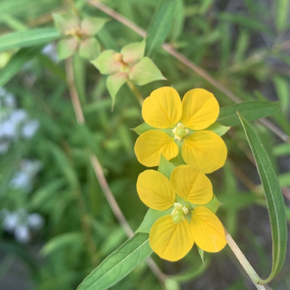 tracy_woods_'s tweet photo. The sweet little flowers of Ludwigia alternifolia once pollinated will form adorable little boxes. Common names are bushy #seedbox or #rattlebox https://t.co/xXJqMOwihT https://t.co/8kib1vSFzK