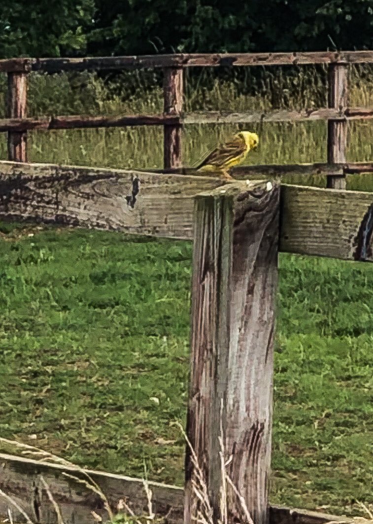 Graham Napier tweet media