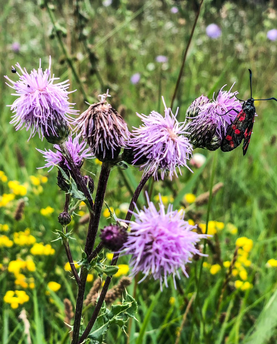 Graham Napier tweet media