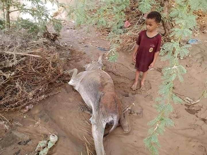 لأنها #تهامة لا يتكلم أحد!😭
احترق باص في صنعاء فقامت الدنيا ولم تقعد واشتروا للرجال باصين بدل الباص واغدقوه بالمال وكسوات اطفالهالله يزيده
وفي #تهامة اكثر من 27 غريق وتهدم اكثر 88 منزل ونفوق اكثر من 460 رأس من الأغنام والأبقار بسبب السيول ولا احد يتحدث ولا احد يعلن عن الكارثة