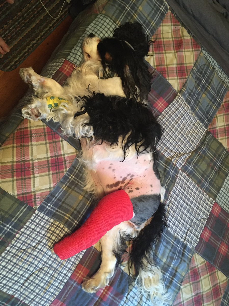 PaulaStacey72's tweet photo. @Jessail1 I’m doing ok, need to rest. 1st day was a little stressful but I’m on my way to recovery. https://t.co/SLj9qq5ARQ