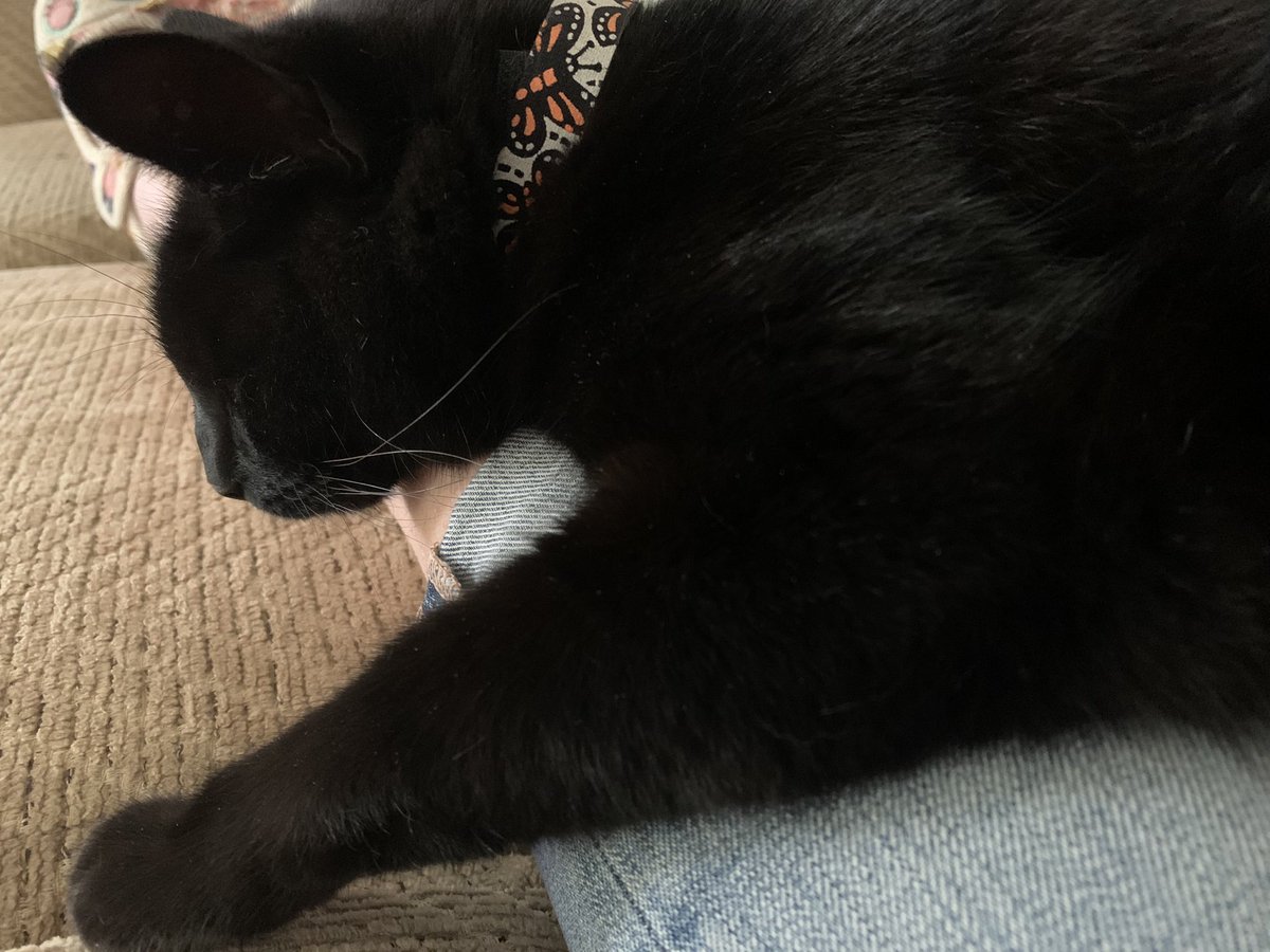 Howl_panfur's tweet photo. Humum’s barely seen me today as I’ve had impawtant business to attend to outside ☀️🐁🦋🐦. Now we’re spending some quality time together. As you can see I’m listening intently to every word she says 💤😹 #boringhuman #shush #CatsofTwitter #blackcats #panfur https://t.co/IFgaHQVWsY