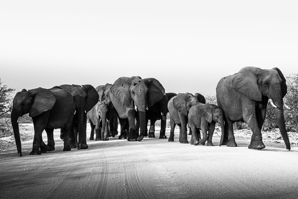 CanonFrance's tweet photo. Echapée sauvage 🐘
Découvrez la #Namibie avec @jc_pieri et son #EOS1DXII, où faune et flore vous offrent un spectacle unique. https://t.co/nEb4iMJmDL