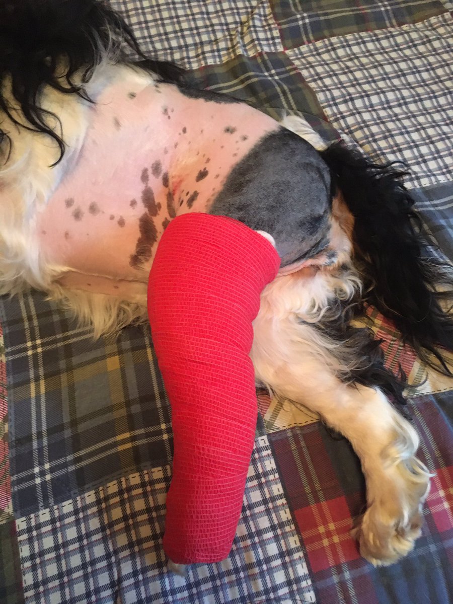 PaulaStacey72's tweet photo. @persitoofficial Surgery went well, was a long day. Mom left me in my kennel to sleep which I did not like. Lol! I have to be very careful of what I do. The doc put metal plates in my leg. Stitches &amp;!bandage will come off in about 8 more days. Thank you for thinking of me ❤️🐶😘 https://t.co/kSkbieUyuo