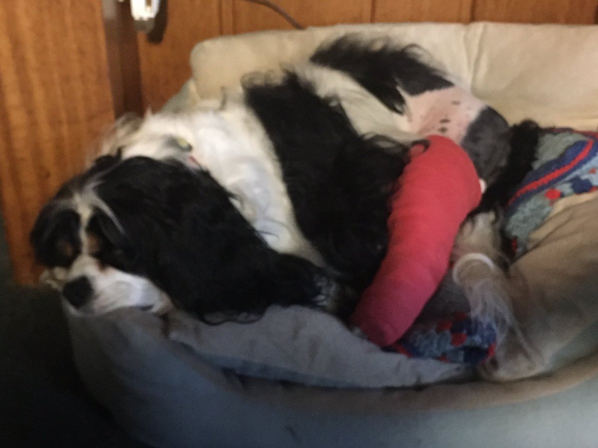 PaulaStacey72's tweet photo. @souzajob58 Surgery went well but I will have to spend some time in crate jail to keep me from further injury. I almost feel naked with all the hair they removed for surgery. My hair has always been long now I have bald spots everywhere.  Big hugs 🐾❤️🐶 https://t.co/5SpkwhnT1K