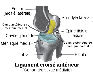 😷 Reconstruction du ligament croisé antérieur du genou de patients de plus de cinquante ans
Jean-Pierre Sellem
👉 mediamed.org/chirurgie/lca.…
🦴 #chirurgie #orthopédique
