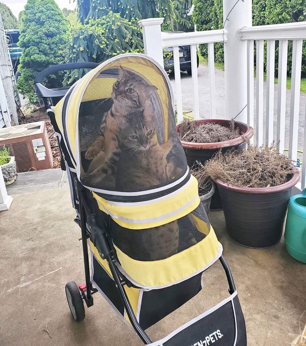 PetmateProducts's tweet photo. Catch us riding in the Catmobile! #Gen7Pets πΈ: @kittykat_sahara https://t.co/bsNVA6An8q