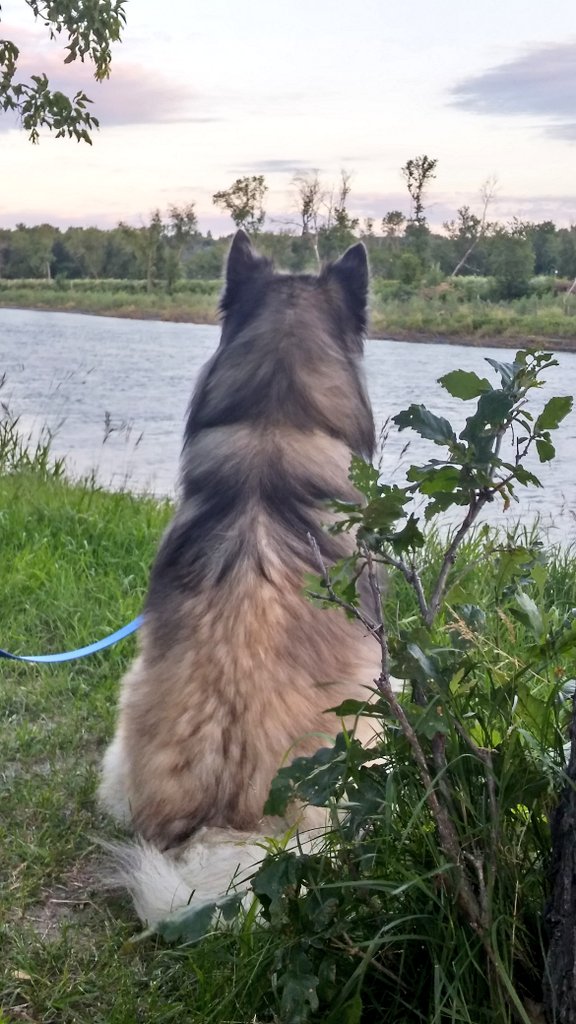 NymphNook's tweet photo. Prairie skies &amp; Puppy eyes,
that's what dreams are made of ✨
#Summer2020 #prairiephotography
#sunsetchaser #malamute https://t.co/QGBpf6SCgq