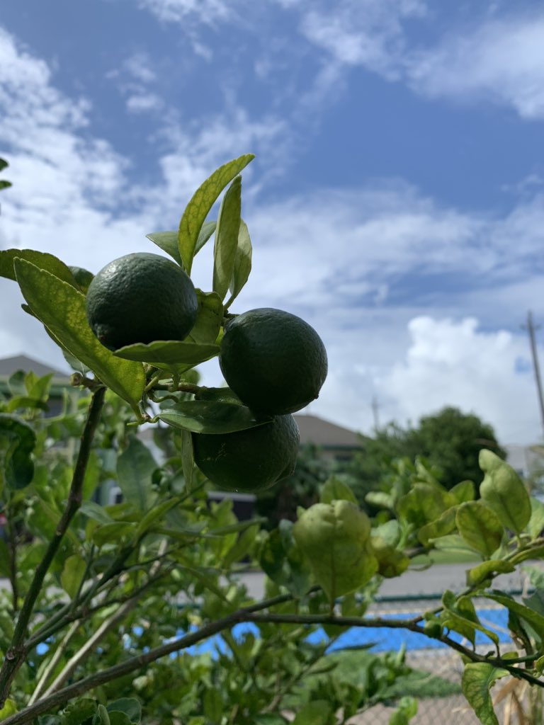 gofm_s's tweet photo. ‘Tis the season for limes and hurricane skies. 
@galvestonisdtexasace
#younggardenersprogram #whyiGOFM 
#ygp #galvestonsownfarmersmarket #eatvegetableseveryday 
#schoolgardening @gofarmersmarket https://t.co/aDQQH9azcw