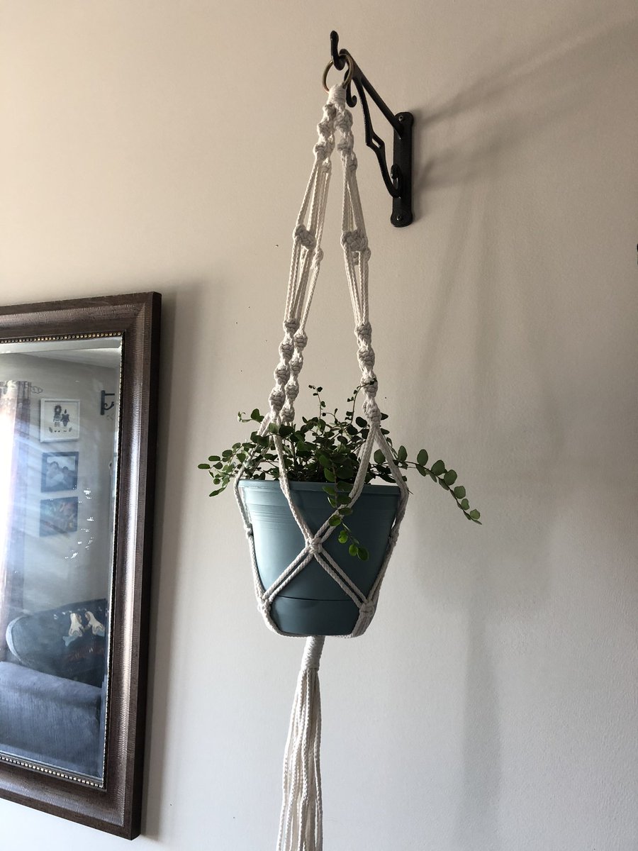 enowdluk's tweet photo. I guess it wasnโt a fail after all ๐โบ๏ธ put up rest of my plant hangers, so I hung up my #buttonfern I hope she will like it up there ๐ https://t.co/nBms7imkD0