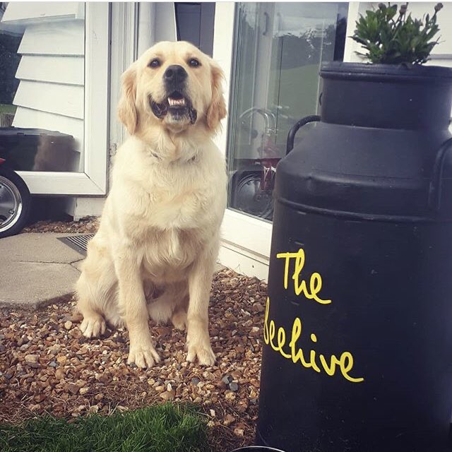 PineTreeHollow1's tweet photo. Did you know we’re dog friendly #pinetreehollow #glampingnorthernireland #destinationmourne #embraceagiantspirit #glampingnotcamping #dogfriendlyglamping https://t.co/X5dXW3zhkF
