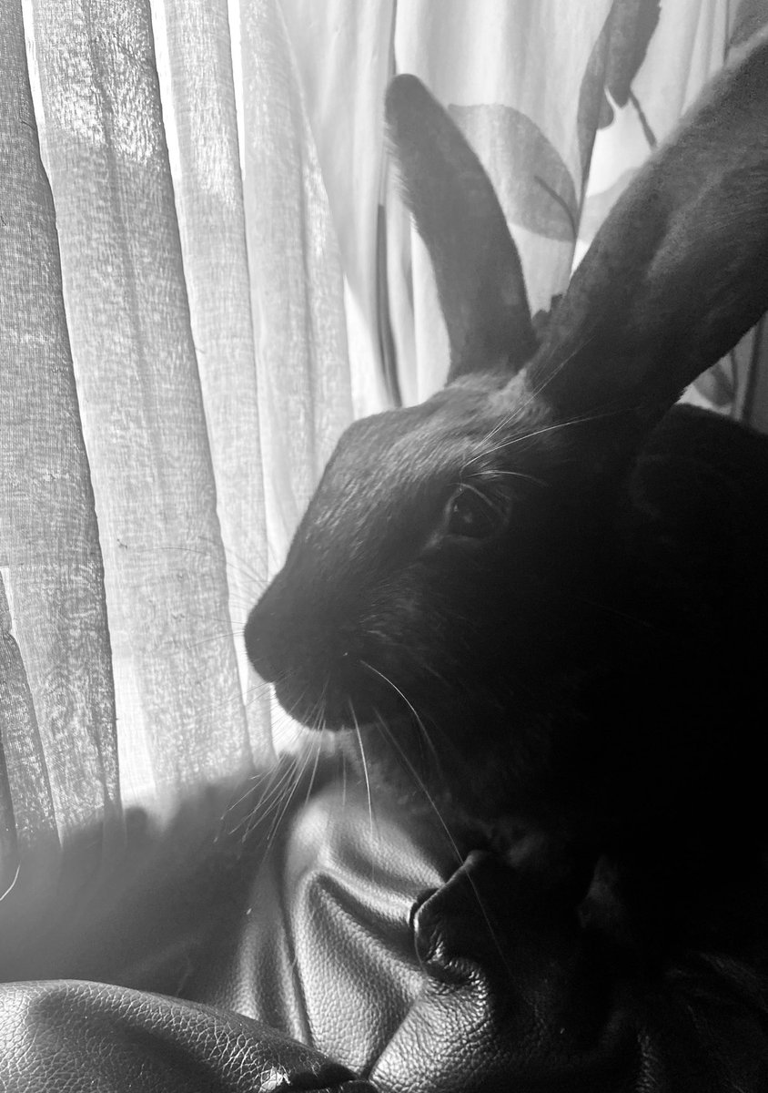 Purpleherb79's tweet photo. Hela ๐ค contemplating life #bunny #bunnies #bunneh #rabbit #rabbits #havanarabbit https://t.co/qu5S1D8E8T