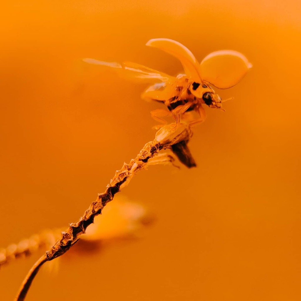 helloansuman's tweet photo. Lens: @apexel.in Prosumer Sony 2.5cm Macro Phone Lens 
________
Phone: @realmeindia #realmeX2pro #realme #shotonrealme 
________
#macro #insect #flying #Lightroom #Lightroom #macroinsect #India #apexelindia #prosumer #colorboost #indianphotographers #pho… https://t.co/OfP4xt0YY3 https://t.co/07CA1RrLoW