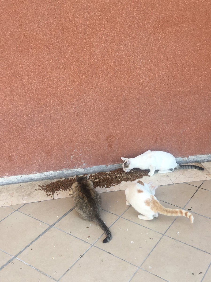 KubraDemirbilek's tweet photo. Bir sürü çekim yaptık hepsini koyamıyorum bile, 7 km yürüdük.Çok yorulduk ama öyle keyifliydi ki💜🙏🏻 #sokakhayvanları #kedi #köpek #catplus #mamaplus #lidermama #mercymama #liderpetfood #manisa #salihli https://t.co/ZeYmeD72VI