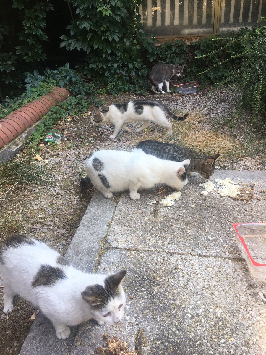 KubraDemirbilek's tweet photo. Bir sürü çekim yaptık hepsini koyamıyorum bile, 7 km yürüdük.Çok yorulduk ama öyle keyifliydi ki💜🙏🏻 #sokakhayvanları #kedi #köpek #catplus #mamaplus #lidermama #mercymama #liderpetfood #manisa #salihli https://t.co/ZeYmeD72VI