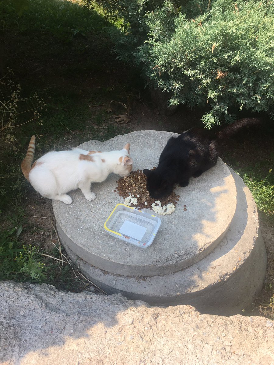 KubraDemirbilek's tweet photo. Bir sürü çekim yaptık hepsini koyamıyorum bile, 7 km yürüdük.Çok yorulduk ama öyle keyifliydi ki💜🙏🏻 #sokakhayvanları #kedi #köpek #catplus #mamaplus #lidermama #mercymama #liderpetfood #manisa #salihli https://t.co/ZeYmeD72VI