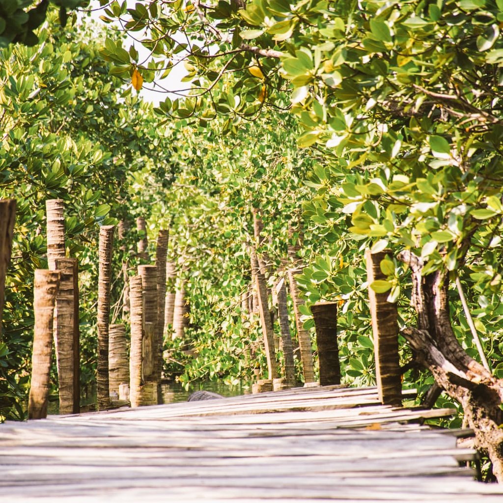 GODFREYTAIRO_'s tweet photo. Happy #MangroveDay!
Mangroves act as a natural coastal defence against storms, tsunamis, rising sea levels & erosion.
Despite their value, they are disappearing 3 to 5 times faster than overall global forest losses!
Let's take action to protect ours 🌎!
#MilkWorldCollins🇹🇿 🇺🇳 https://t.co/jdV1Mfhz6O