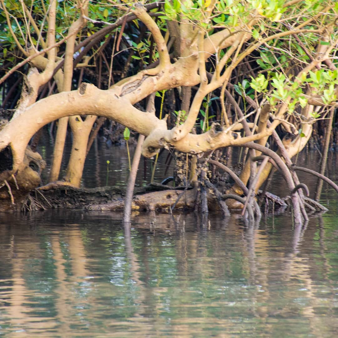 GODFREYTAIRO_'s tweet photo. Happy #MangroveDay!
Mangroves act as a natural coastal defence against storms, tsunamis, rising sea levels & erosion.
Despite their value, they are disappearing 3 to 5 times faster than overall global forest losses!
Let's take action to protect ours 🌎!
#MilkWorldCollins🇹🇿 🇺🇳 https://t.co/jdV1Mfhz6O