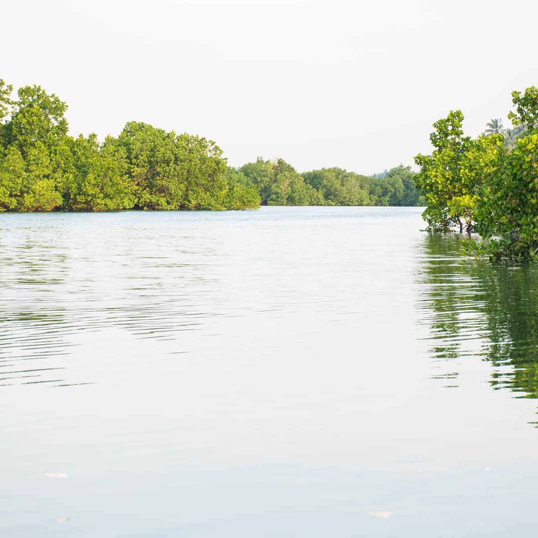 GODFREYTAIRO_'s tweet photo. Happy #MangroveDay!
Mangroves act as a natural coastal defence against storms, tsunamis, rising sea levels & erosion.
Despite their value, they are disappearing 3 to 5 times faster than overall global forest losses!
Let's take action to protect ours 🌎!
#MilkWorldCollins🇹🇿 🇺🇳 https://t.co/jdV1Mfhz6O