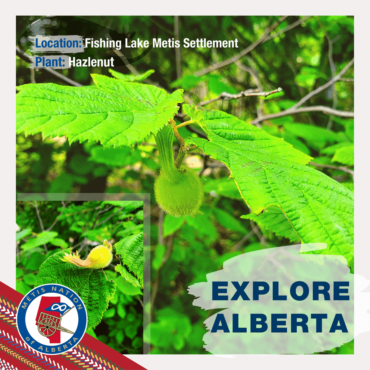 ABMetisYouth's tweet photo. This hazelnut plant is growing in Fishing Lake, Alberta ∞

Send us your snapshots of nature in Alberta to be featured #ExploringAlberta on our page! https://t.co/vTy9h0G5az
