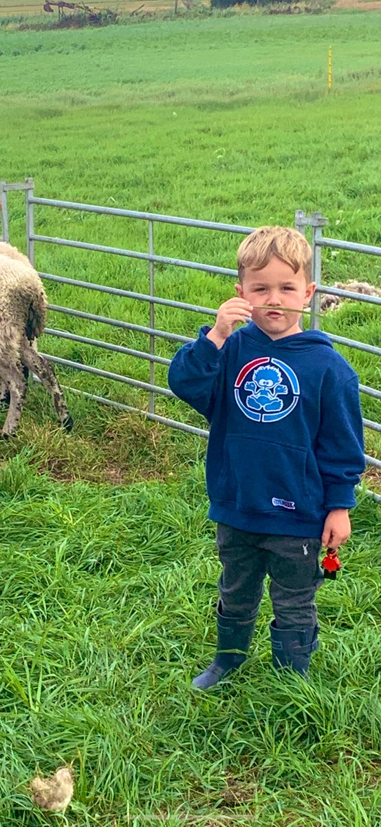 mattday821's tweet photo. A small person with a grass moustache is probably the best thing to stop the normal large amount of swearing/stress when dealing with bloody stubborn mule ewes,sorting which ladies get the joy of my company for another year! #sheep365 #youngshepherd #hemakesmelaugh #sundayjob https://t.co/ajS33pRwm0