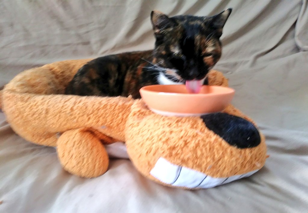 UKWildcatgal's tweet photo. You get lunch in bed when you're sick πΎπ·π€. #SundayNotSoFunDay https://t.co/llVRvpyJ6f