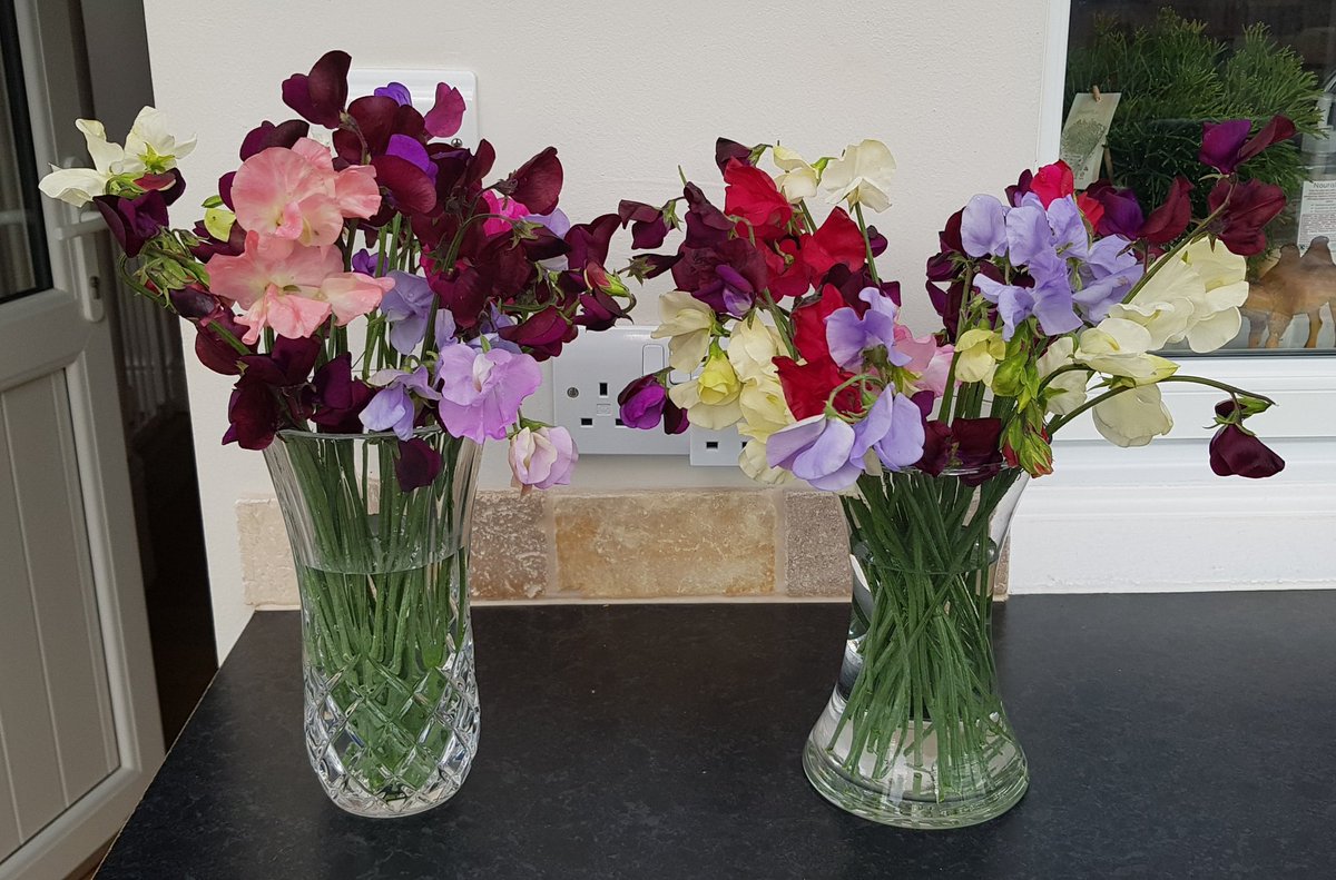 Minikid1's tweet photo. Loving the scent from my home grown sweet peas. 😊 xx
#homegrown #freshfromthegarden https://t.co/IOZfGJALql