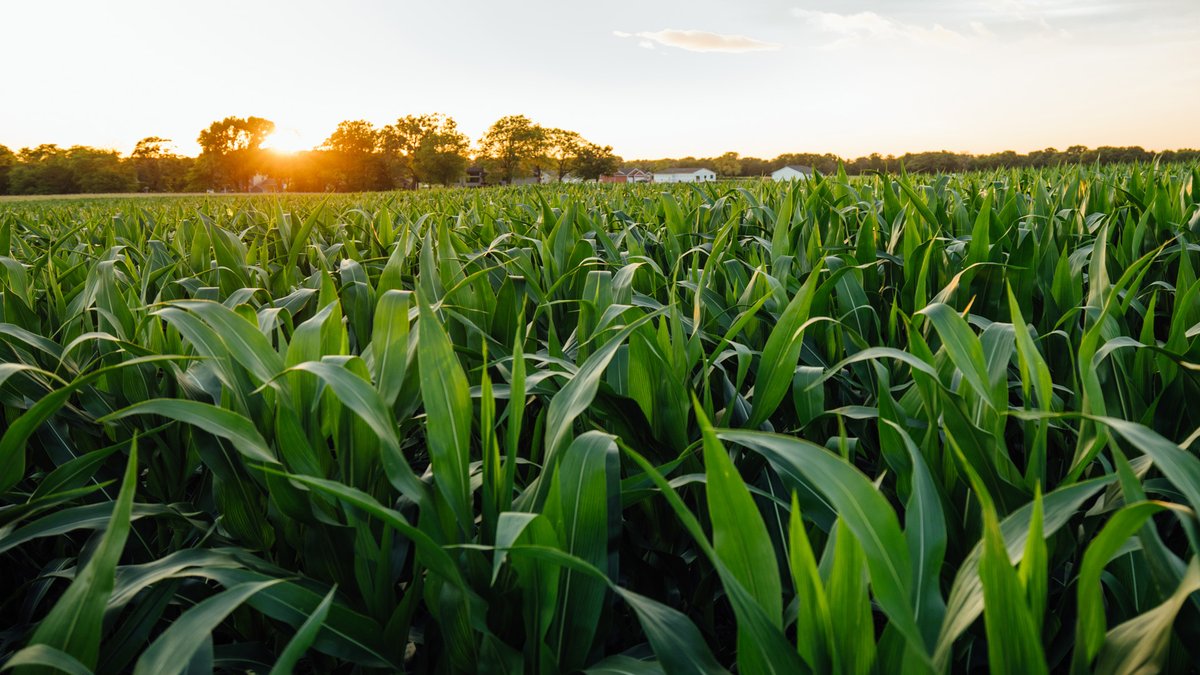 pivotbio's tweet photo. The secret is out - microbes are the future of sustainable agriculture! You don't have to travel far though, we developed Pivot Bio PROVEN from microbes found in Missouri https://t.co/SCDBB5QWpS https://t.co/6UL7BfOPi0