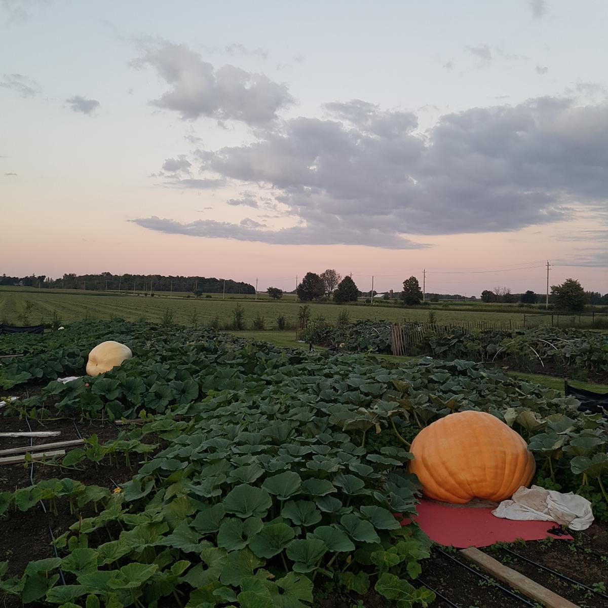 It was incredibly beautiful at the pumpkin patch last night
#gardening #greenthumb #giantpumpkins
