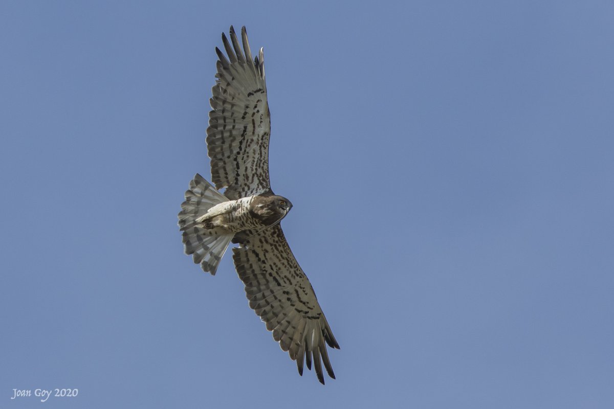 Àguila marcenca (Circaetus gallicus), fent honor al seu nom castellà #circaetusgallicus #shorttoedsnakeeagle