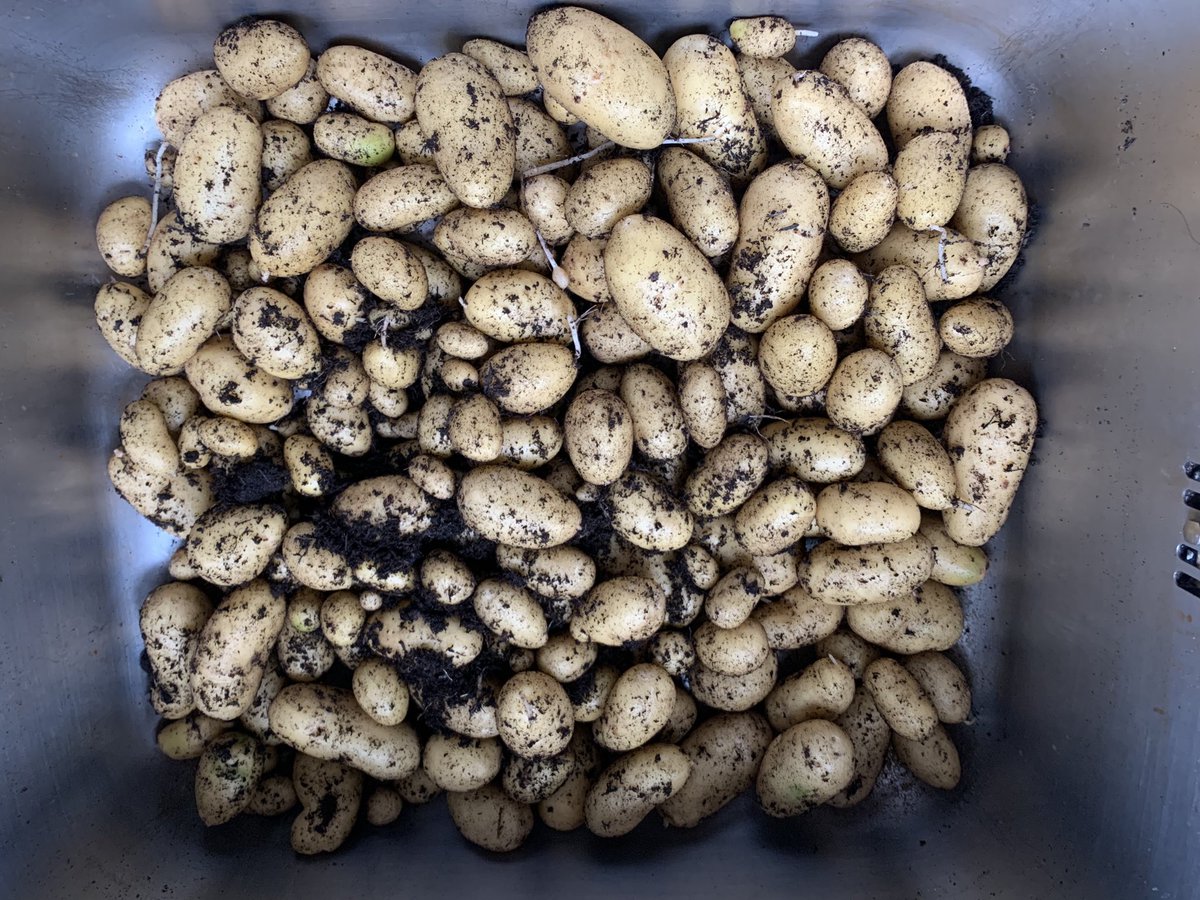 Daiagram's tweet photo. Well that was a better haul than expected. 5.1kg of spuds #HomeGrownVeg #Spuds #DinnerSorted https://t.co/kJxHErycu1
