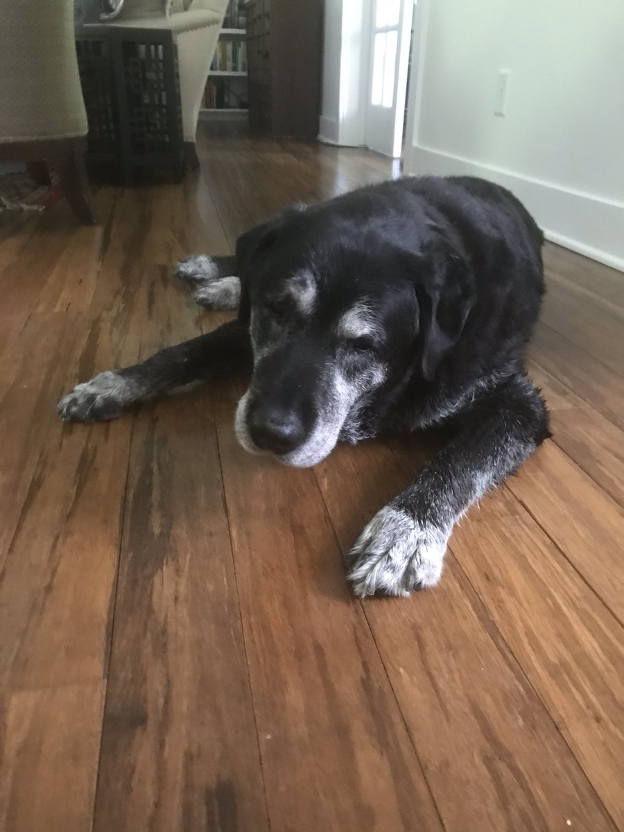 HodgsonAlison's tweet photo. @lisa_schroeder I’m so sorry. We’re in the same boat this week with this gentle boy. https://t.co/U1JVs2hSRr