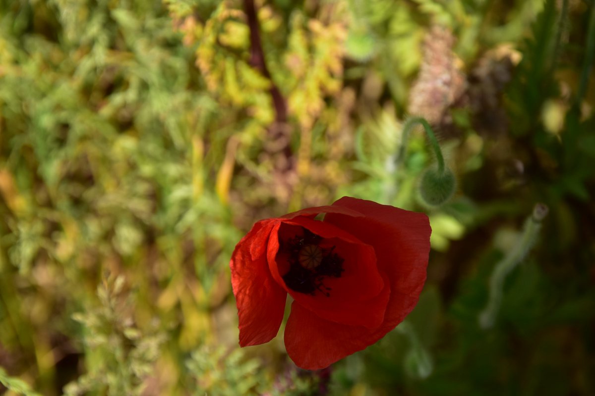 DavidjonKnight's tweet photo. #poppy #flowers #nature #impoppy #poppies #thatpoppy #love #poppyflower #idisagree #flower #trolls #art #red #spring #poppyseed #naturephotography #amiagirl #cute #photography #poppycomputer #trollsworldtour #poppyfields #poppychurch #choke #bubblebath #branch #idisagreetour https://t.co/IWL8oI2hNc